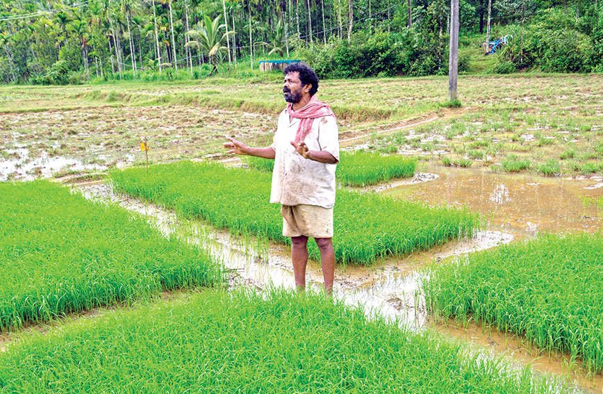 Cheruvayal Raman grows 52 indigenous varieties of rice